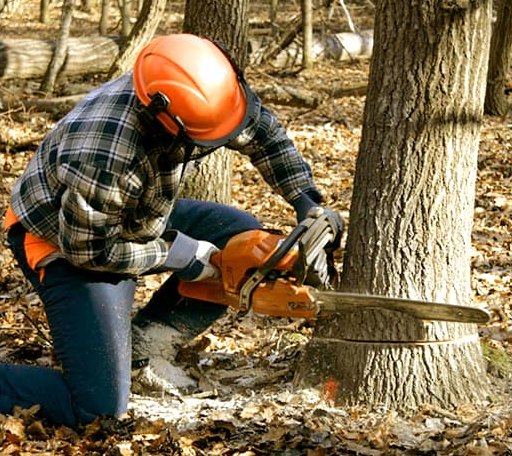 Tree Removal in Branch, AR